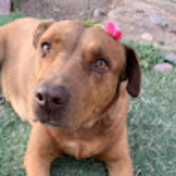 Meet your Posher, Veronica - Picture 1 of 1